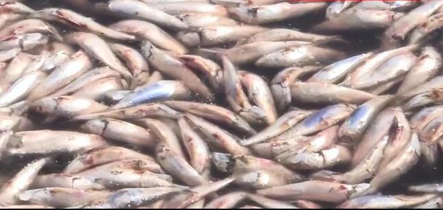 日本北海道再现大量沙丁鱼尸体